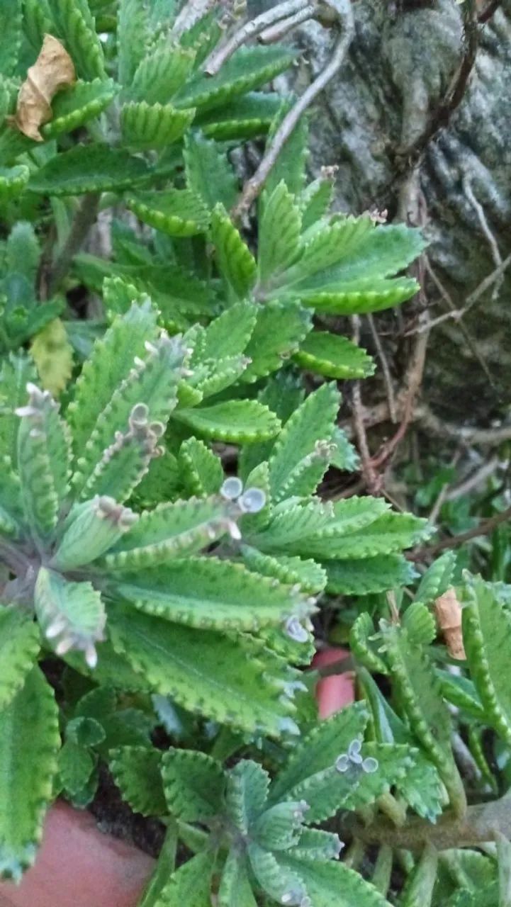Suculenta  - Foto 3