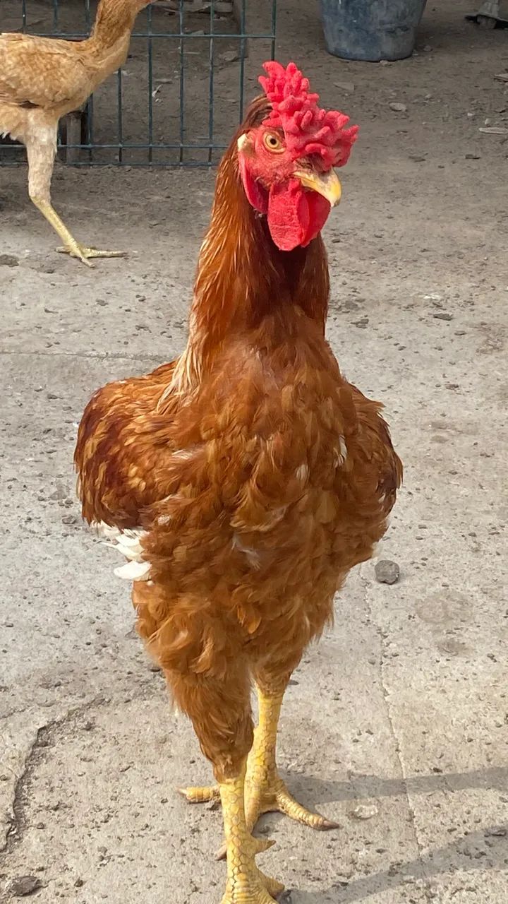 Galo  - Foto 2