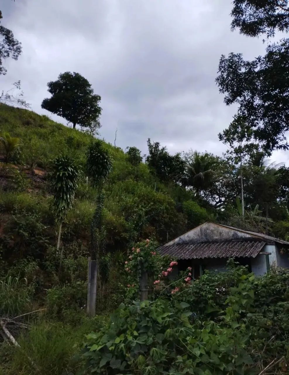 TERRENO COM CASA  - Foto 3