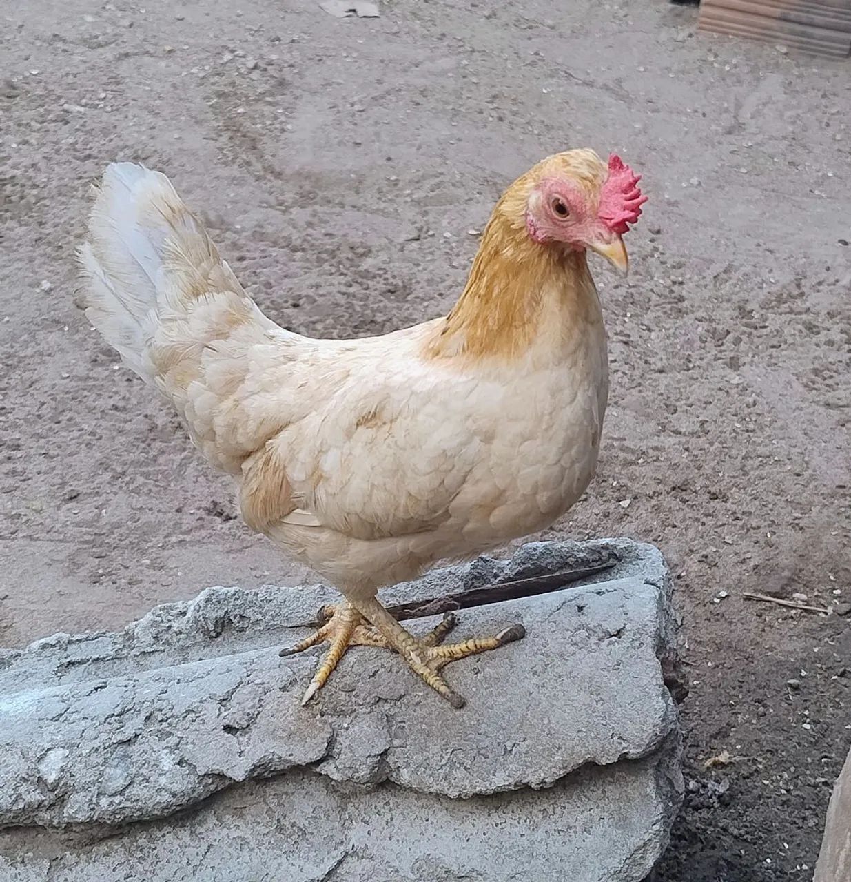 Galinha mini garnisé 