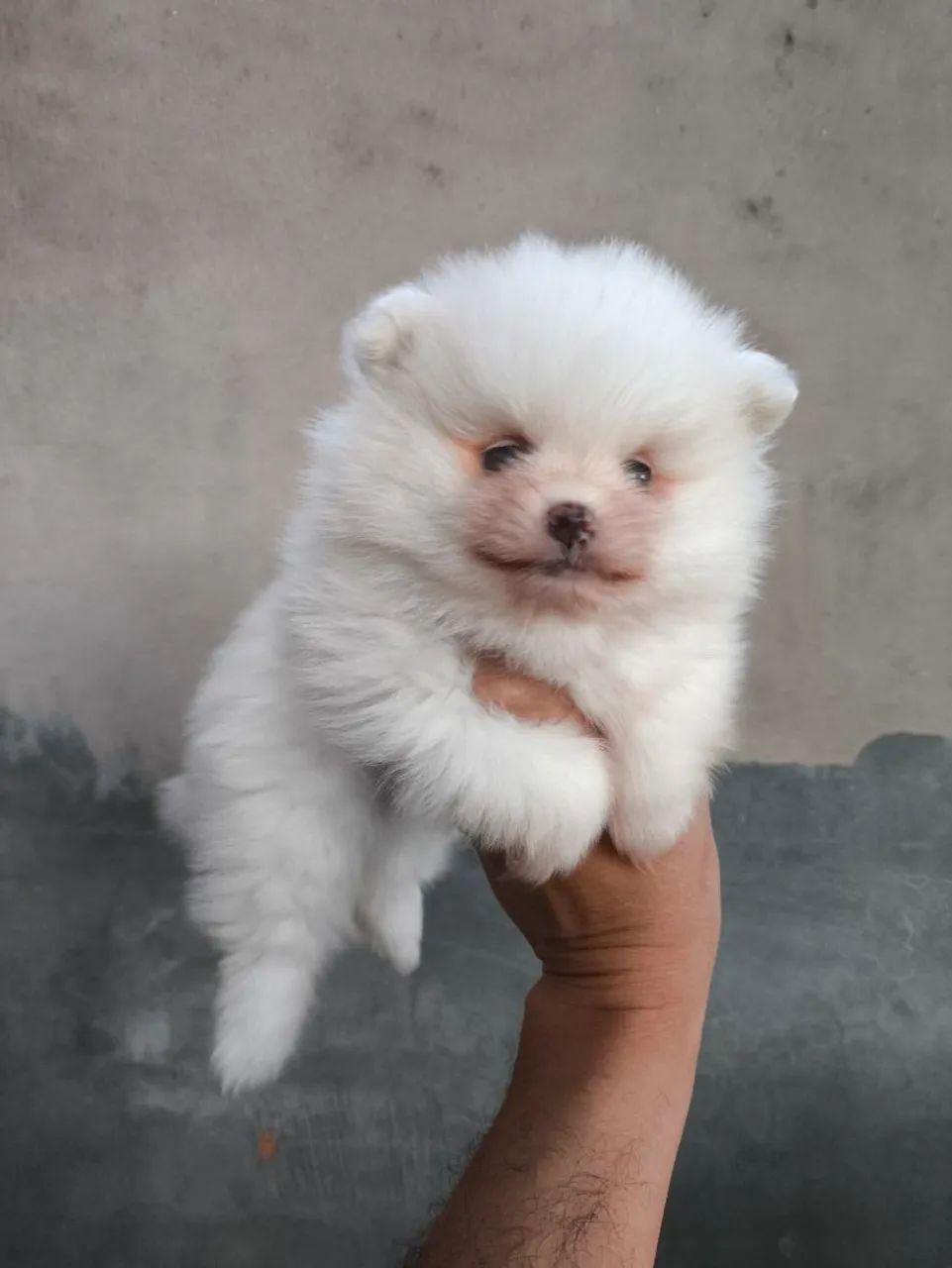 Spitz Alemão  - Foto 3