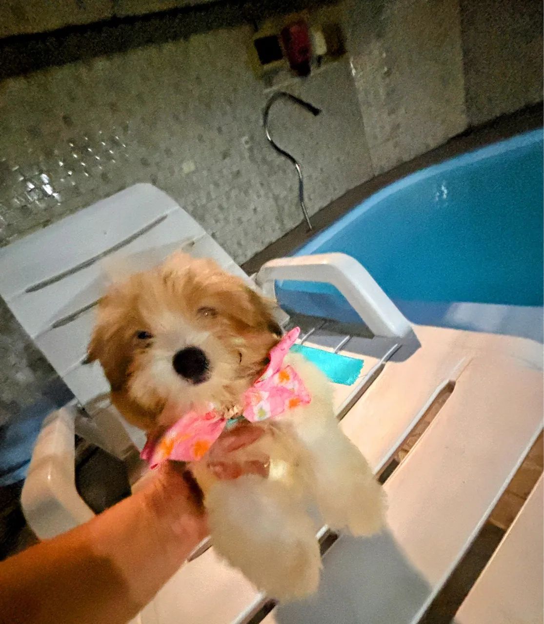 LINDOS FILHOTES DE LHASA APSO COM 2 DOSES DE VACINA IMPORTADA ( CADA) - Foto 2