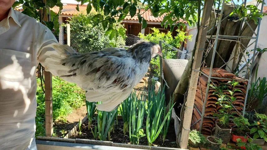 Frango ameraucana - Foto 3