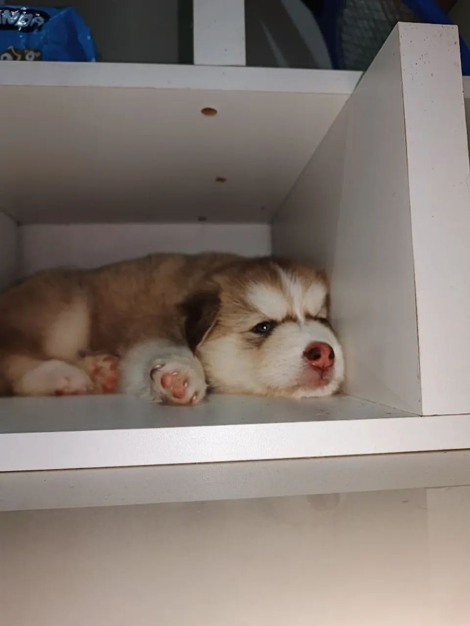 Husky siberiano  - Foto 2