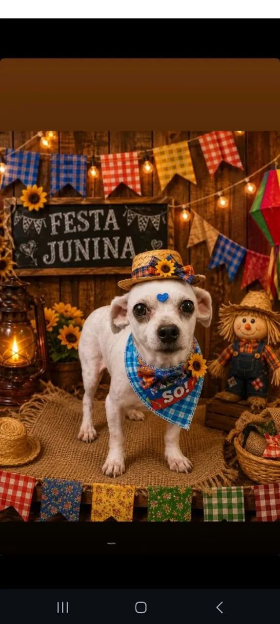 Doação cachorro 