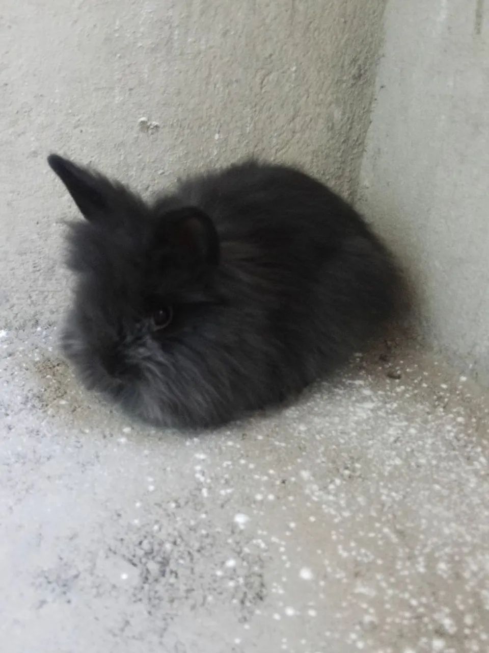 Mini Lion Head  - Foto 3