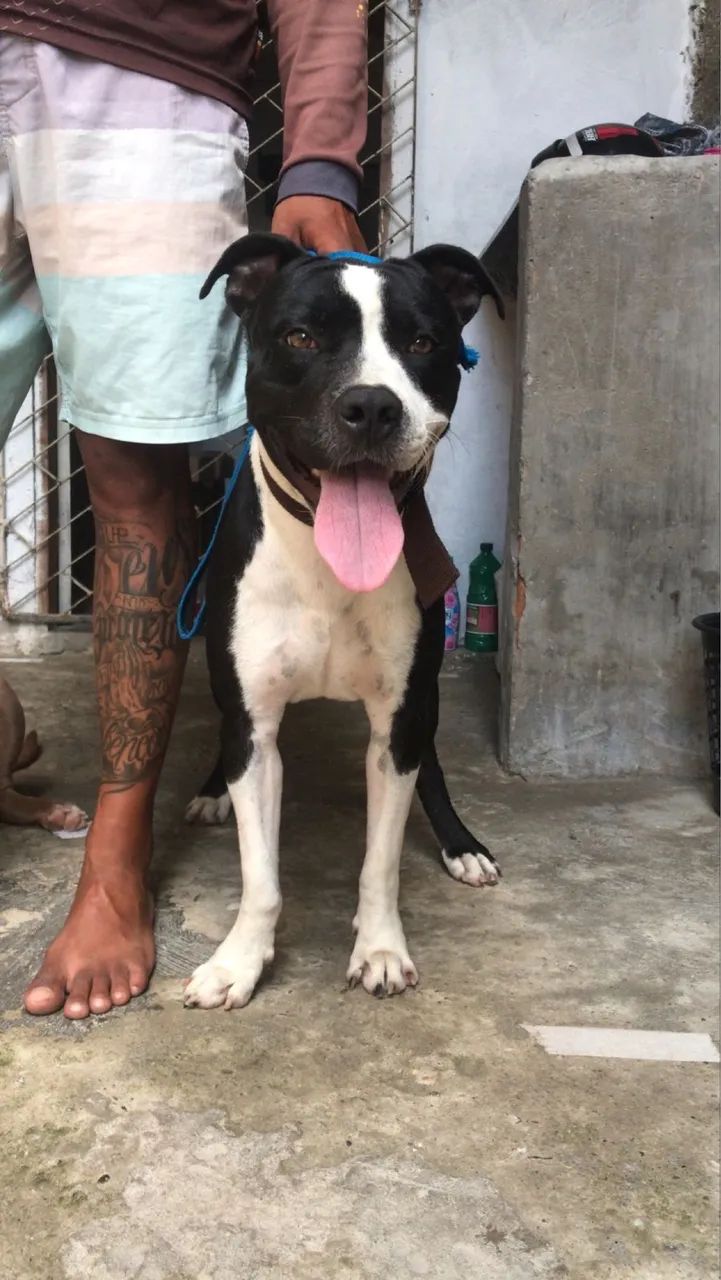 Vendo cachorro da raça Pitibul  - Foto 3