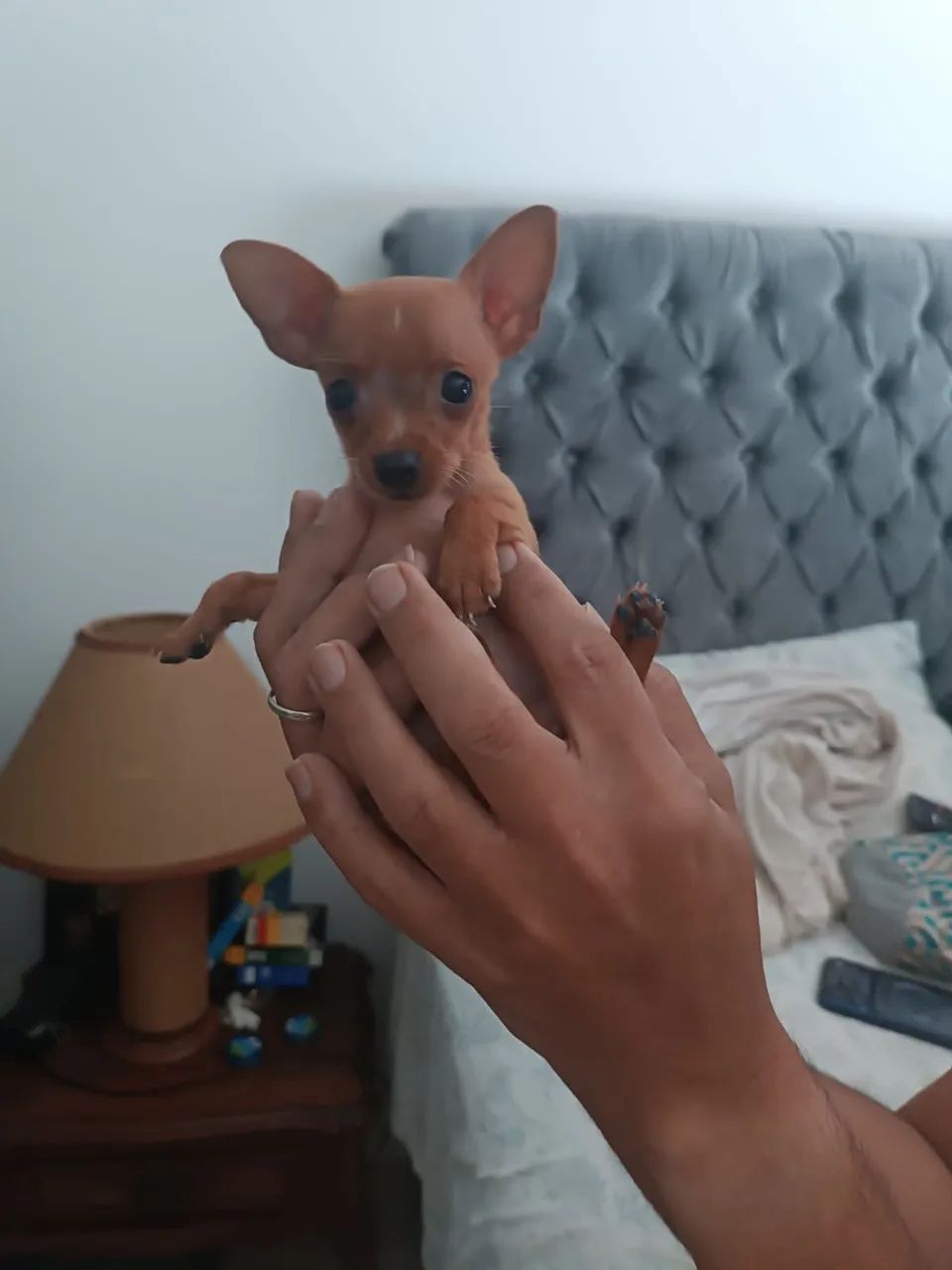 Pinscher fêmea zero - Foto 5