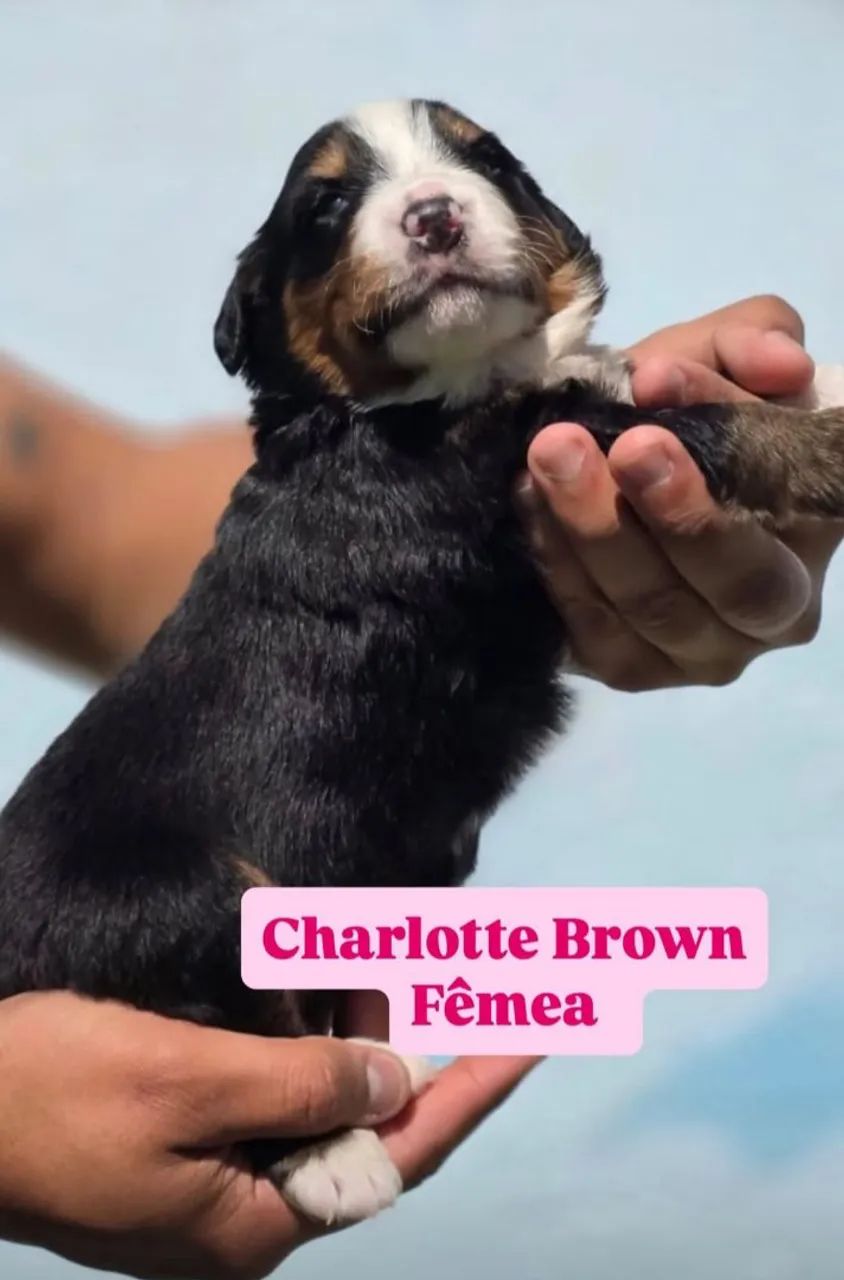 FÊMEA DE BERNESE 