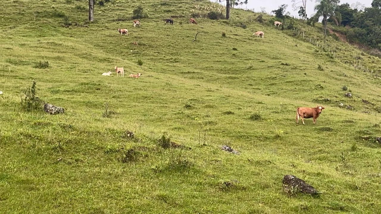 Terreno com Chalé e Galpão Coletivos  - Foto 2