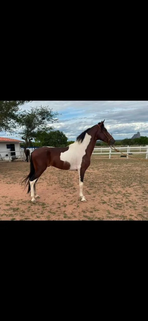 Cobertura Mangalarga Marchador