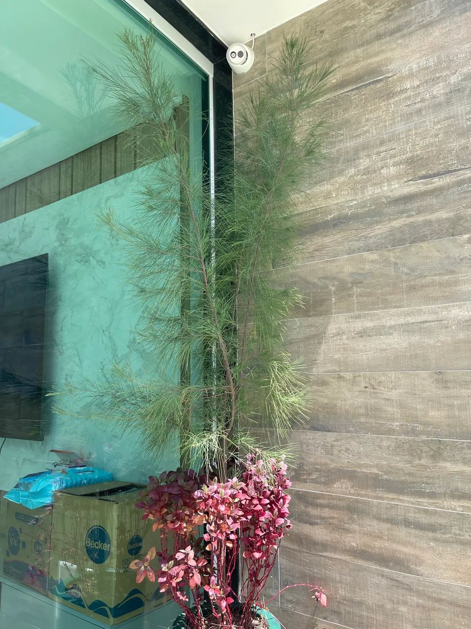 Vaso com planta - Foto 5