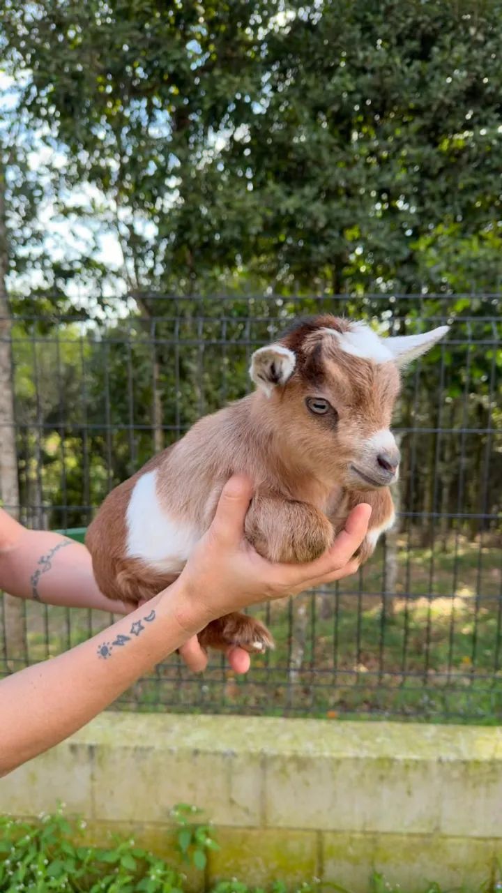 Mini Cabra
