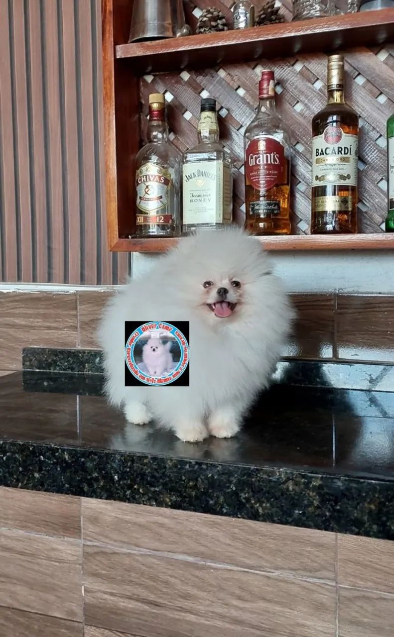 Spitz alemão anão branco 