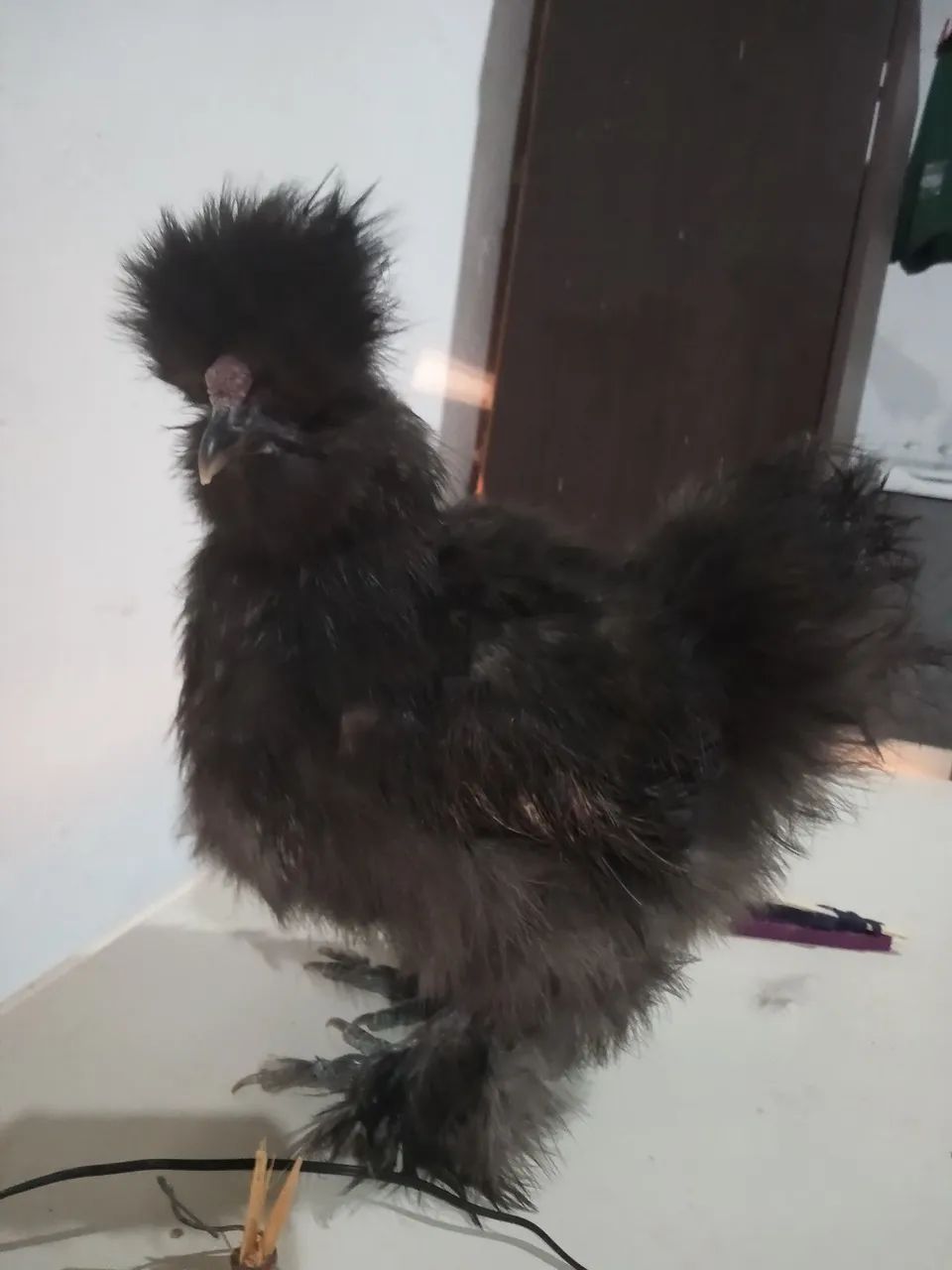 Frango sedosa do Japão ótimo padrão racial  pequeno porte 