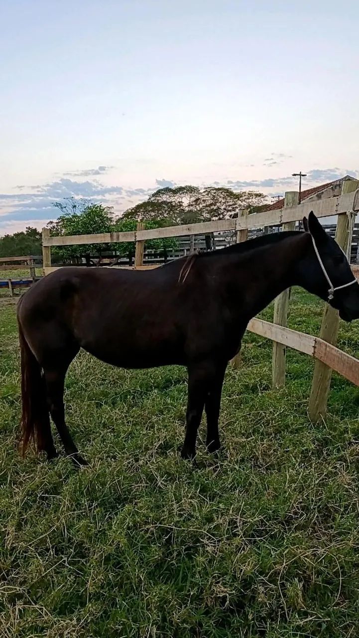 Égua MM - Foto 4