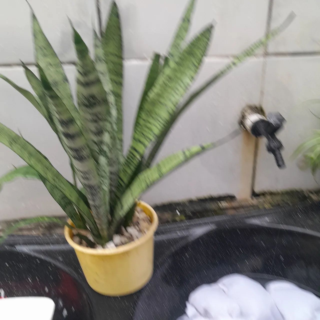 Planta com jarro  espada de São jorge  - Foto 2