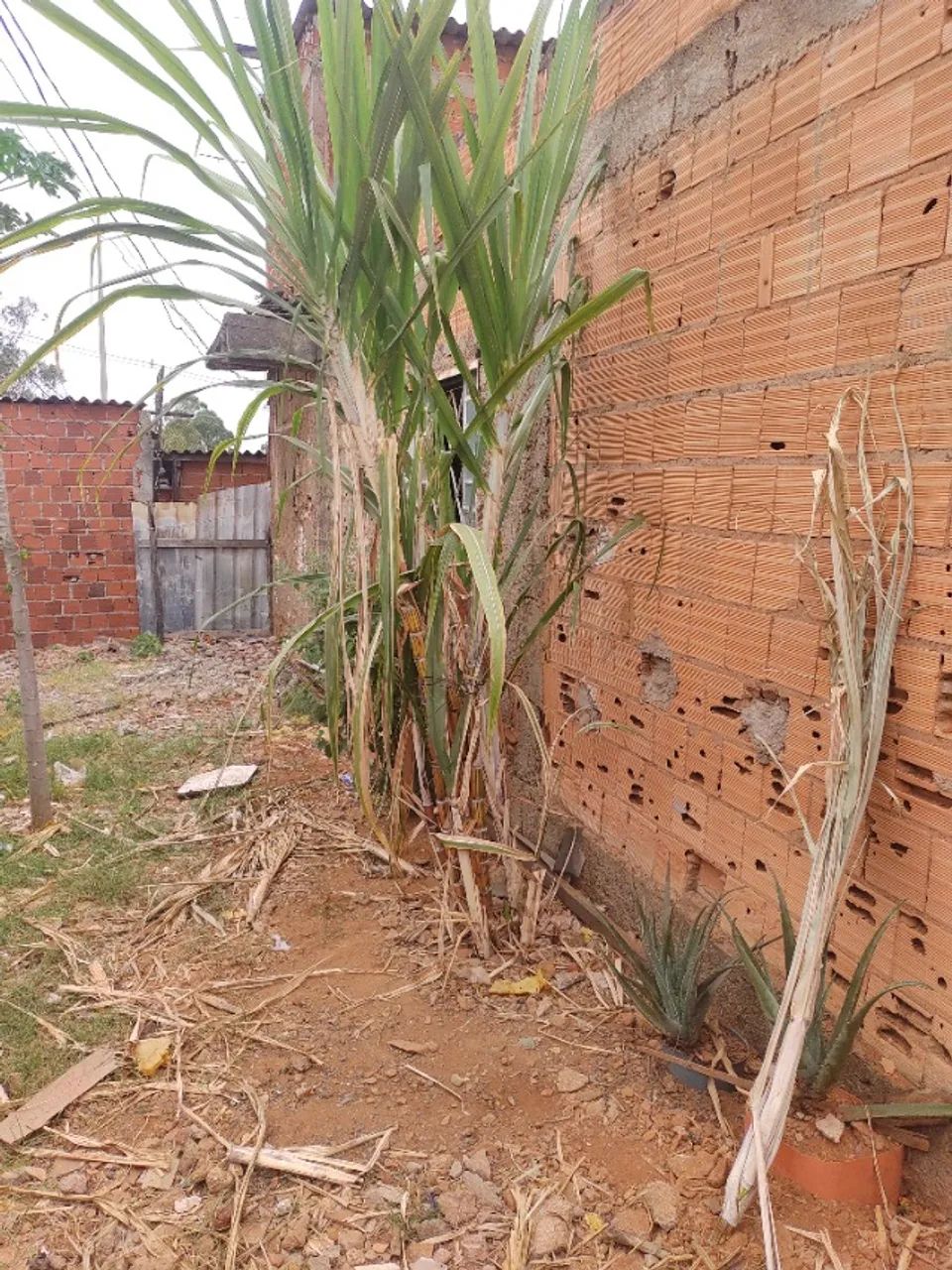 Vendo lote com barracos no recanto das emas  - Foto 2
