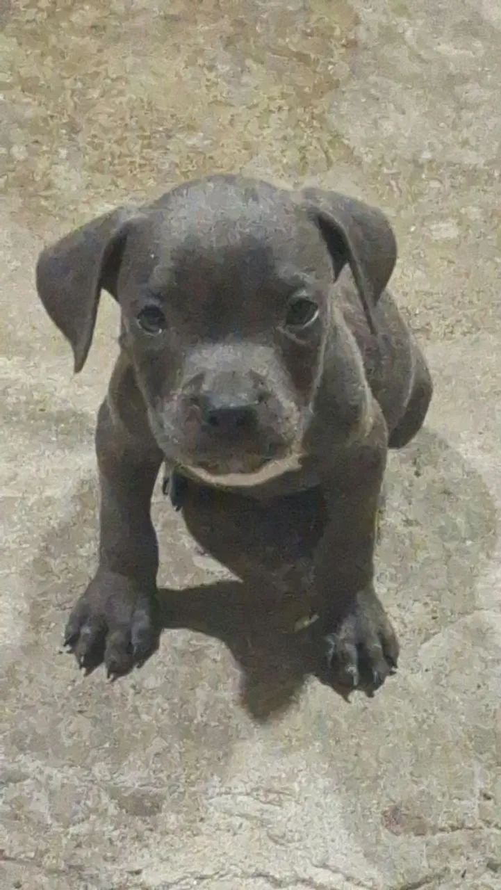 American Bully  - Foto 2