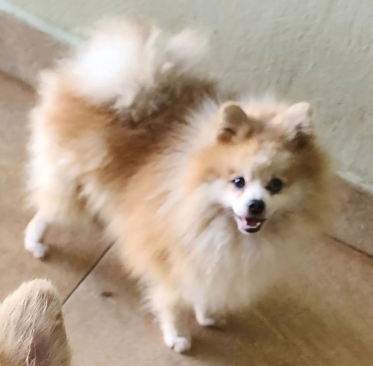 Spitz Alemão Anão macho  - Foto 3