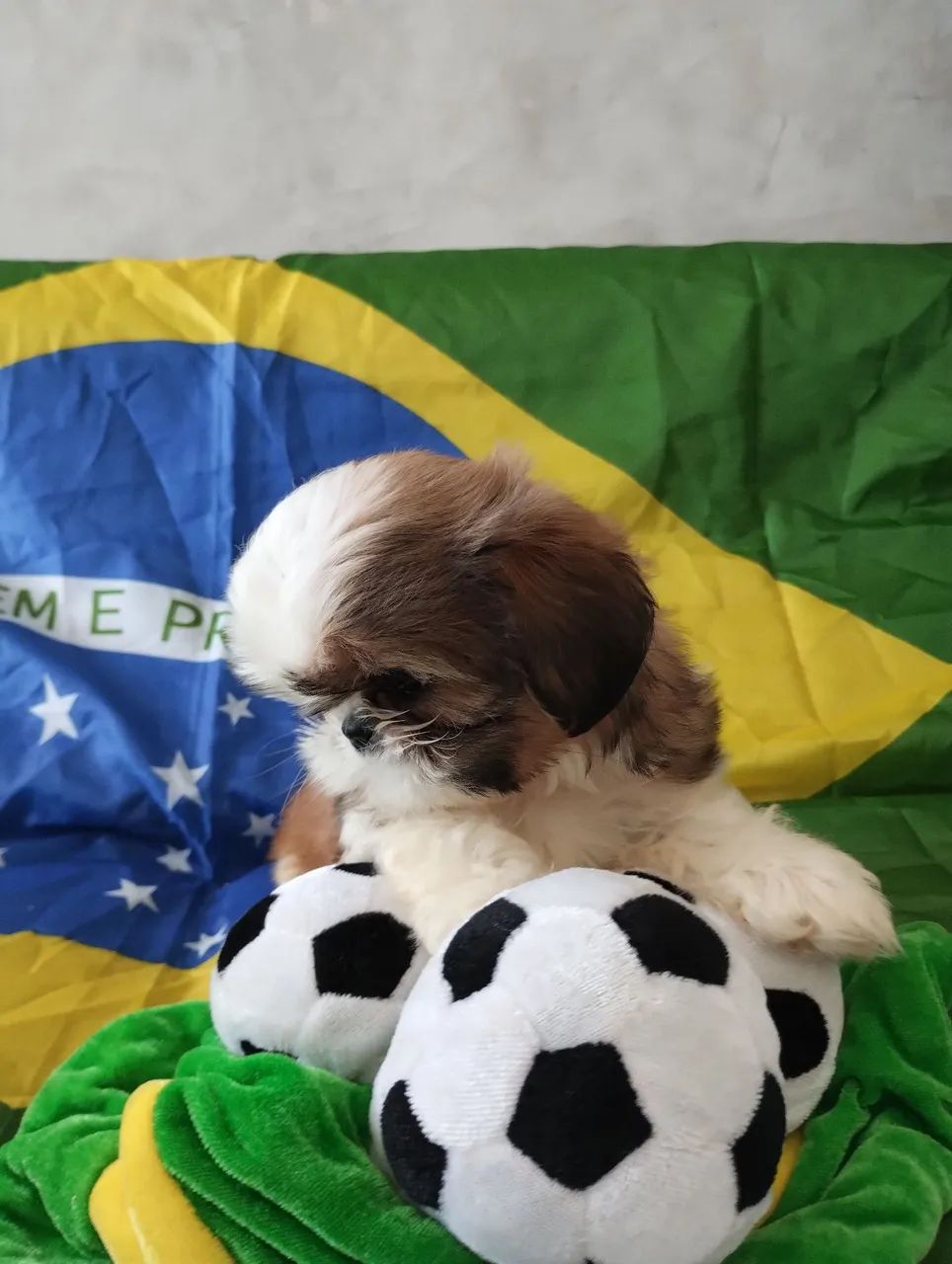 Shitzu Mini Promoção  - Foto 3