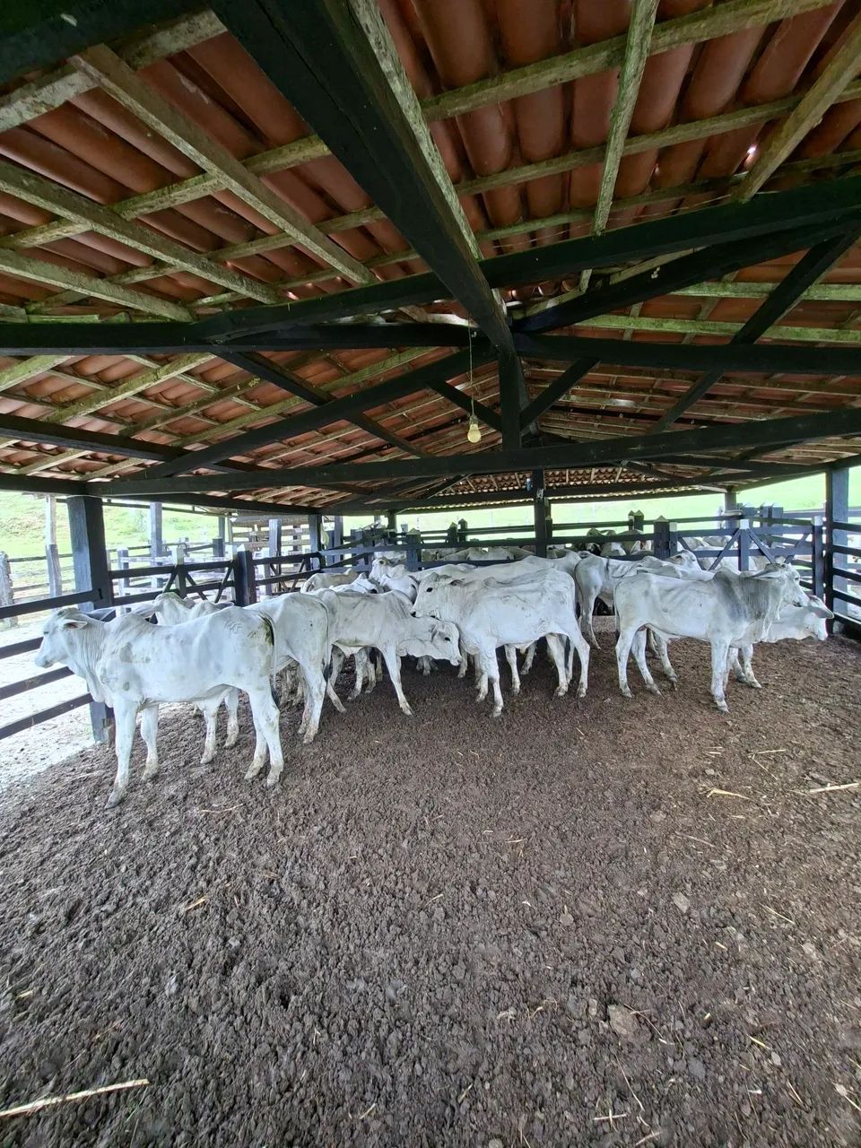 Bezerros Nelore 450,00,00 por  @ - Foto 6
