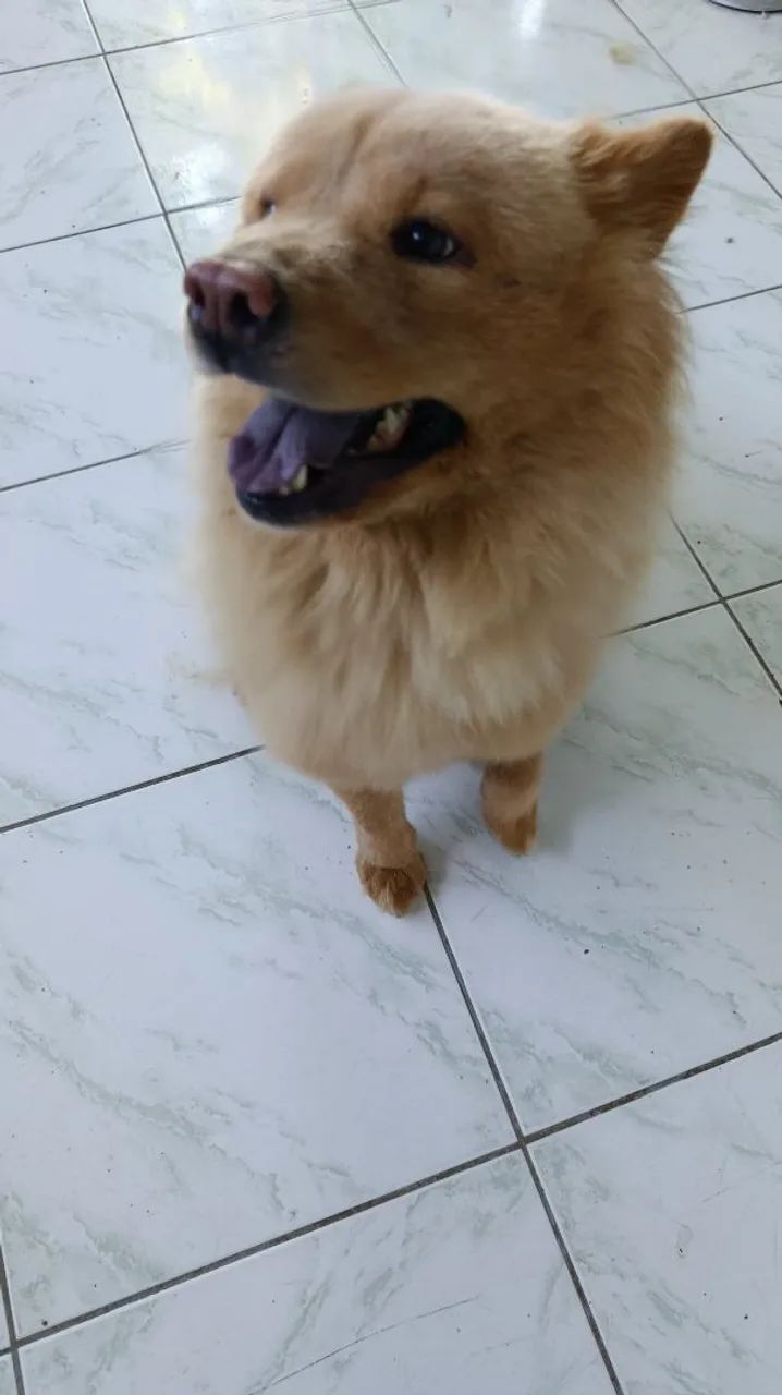 Adoção responsável Chow Chow - Foto 4