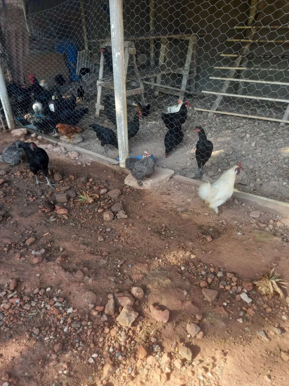 Galinha ornamental Sedosas do Japão  - Foto 6