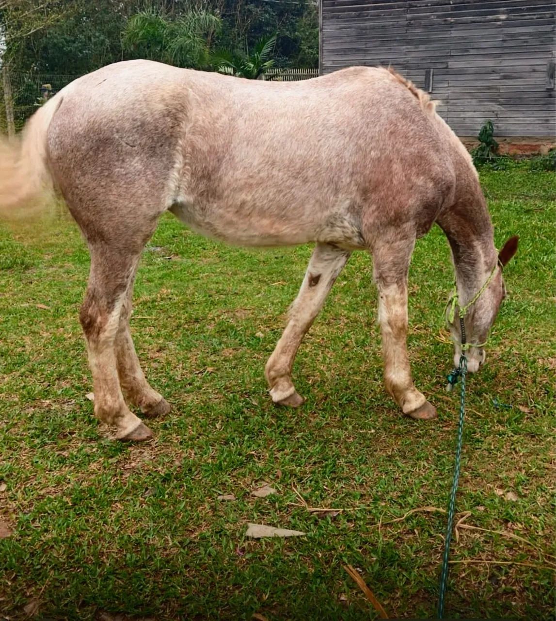 Égua Oveira Rosada salga / Animal diferenciado  - Foto 3