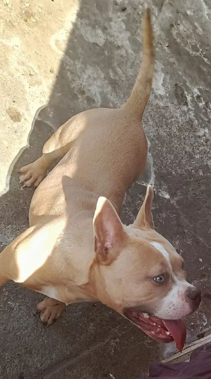 Animais  - Foto 4
