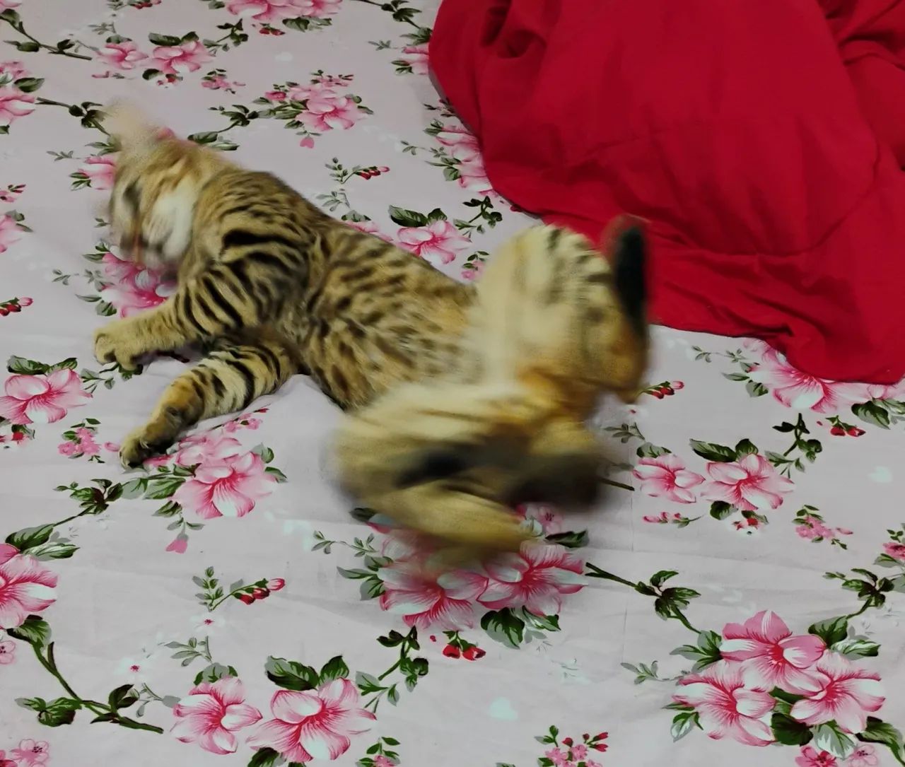 Gato bengal  - Foto 4