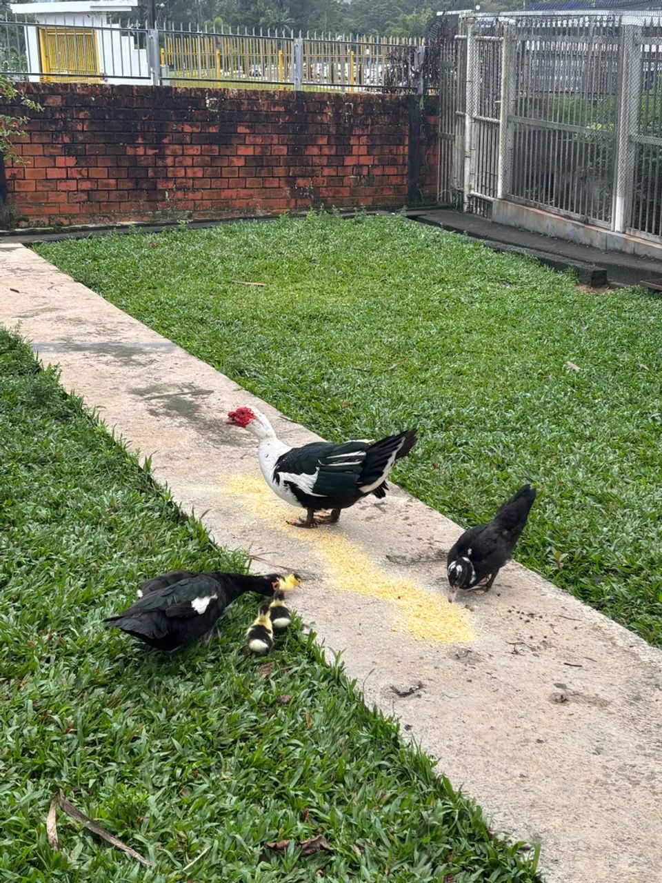Patos - Foto 3
