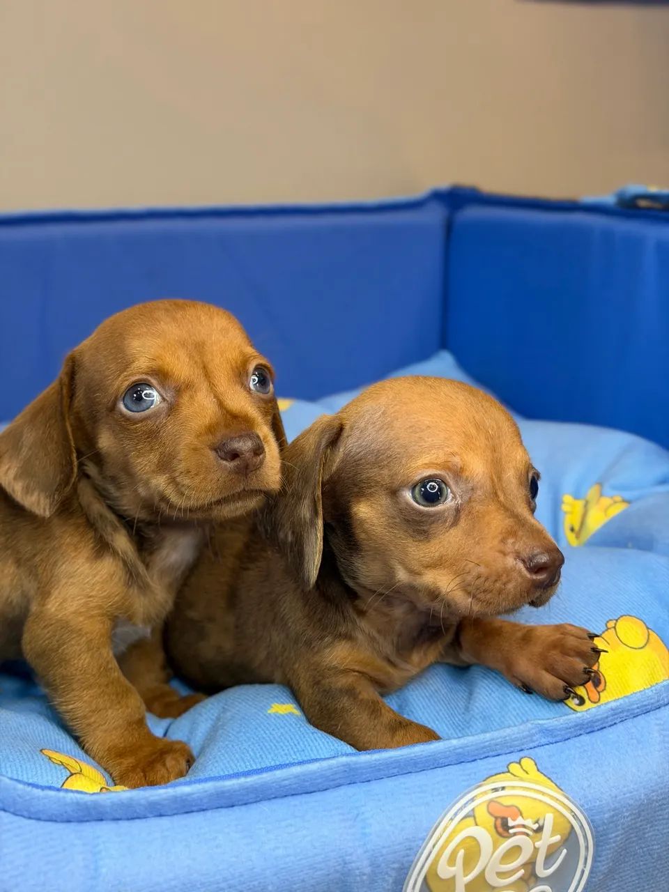 Dachshund / Salsicha arlequim  - Foto 2