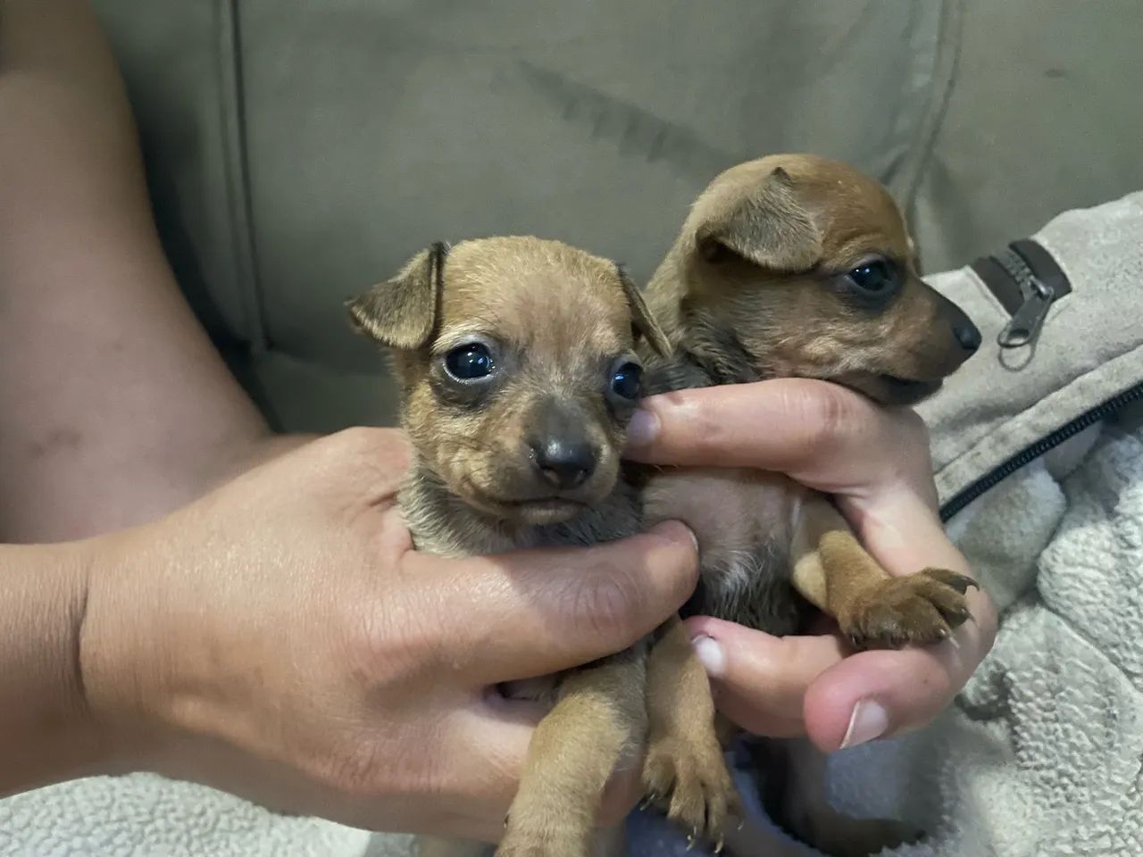 Pinscher - Foto 4