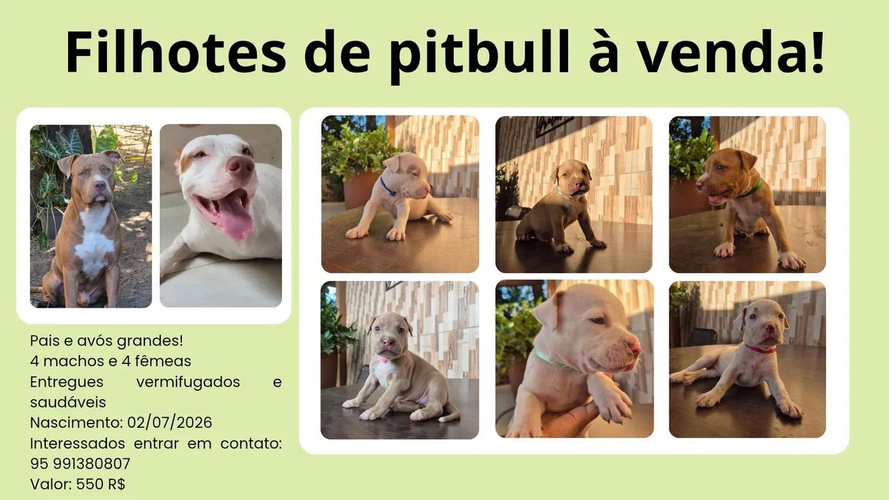 Filhotes de Pitbull 