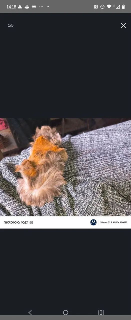 Vendo porquinho da índia peruano macho de 2 meses