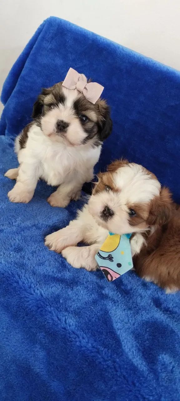 Shitzu Mini - Foto 2