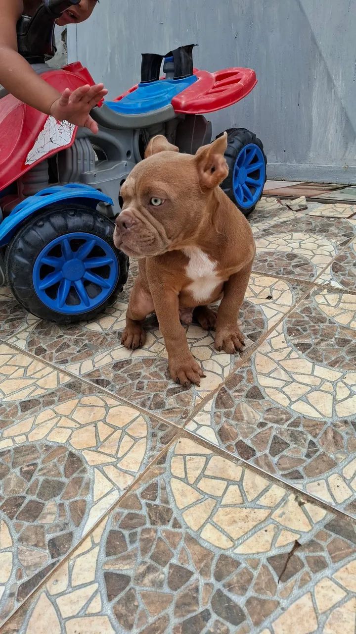 VENDE-SE FILHOTE DA RAÇA  EXOTIC BULLY