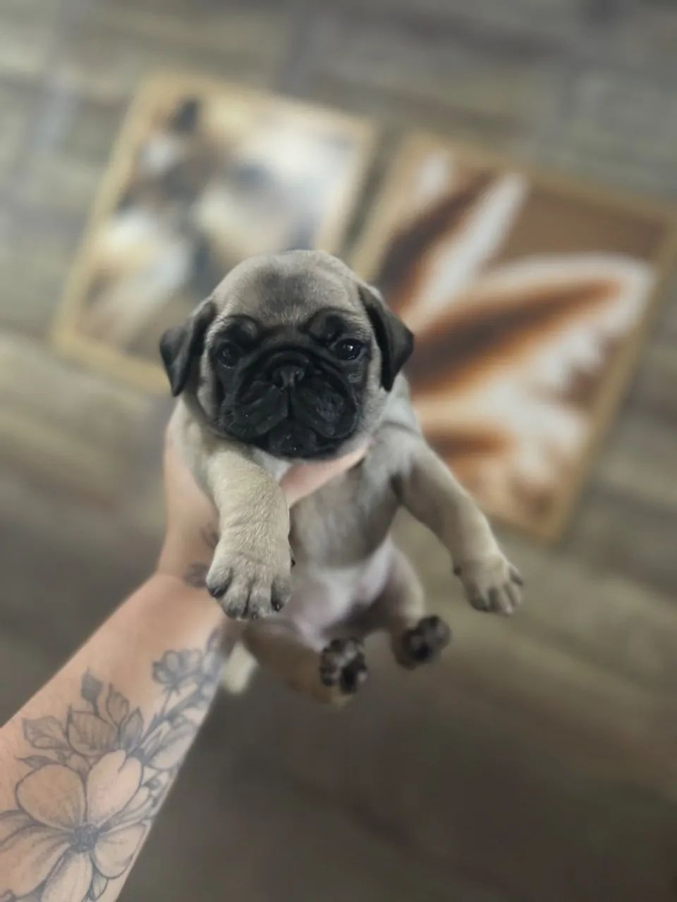 Cachorro pug - Foto 4