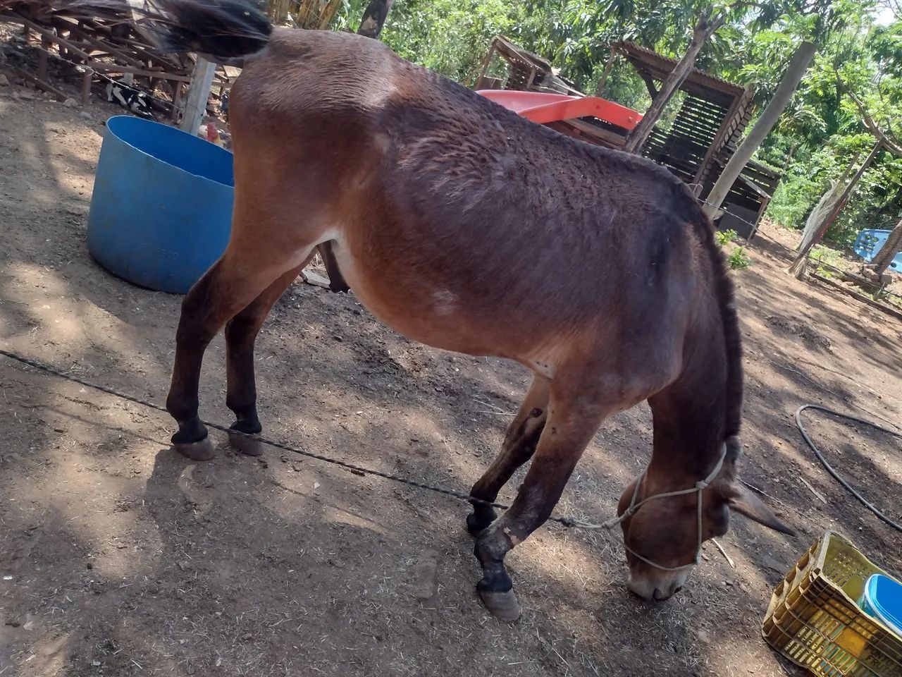Burro (Milagre) - Foto 3