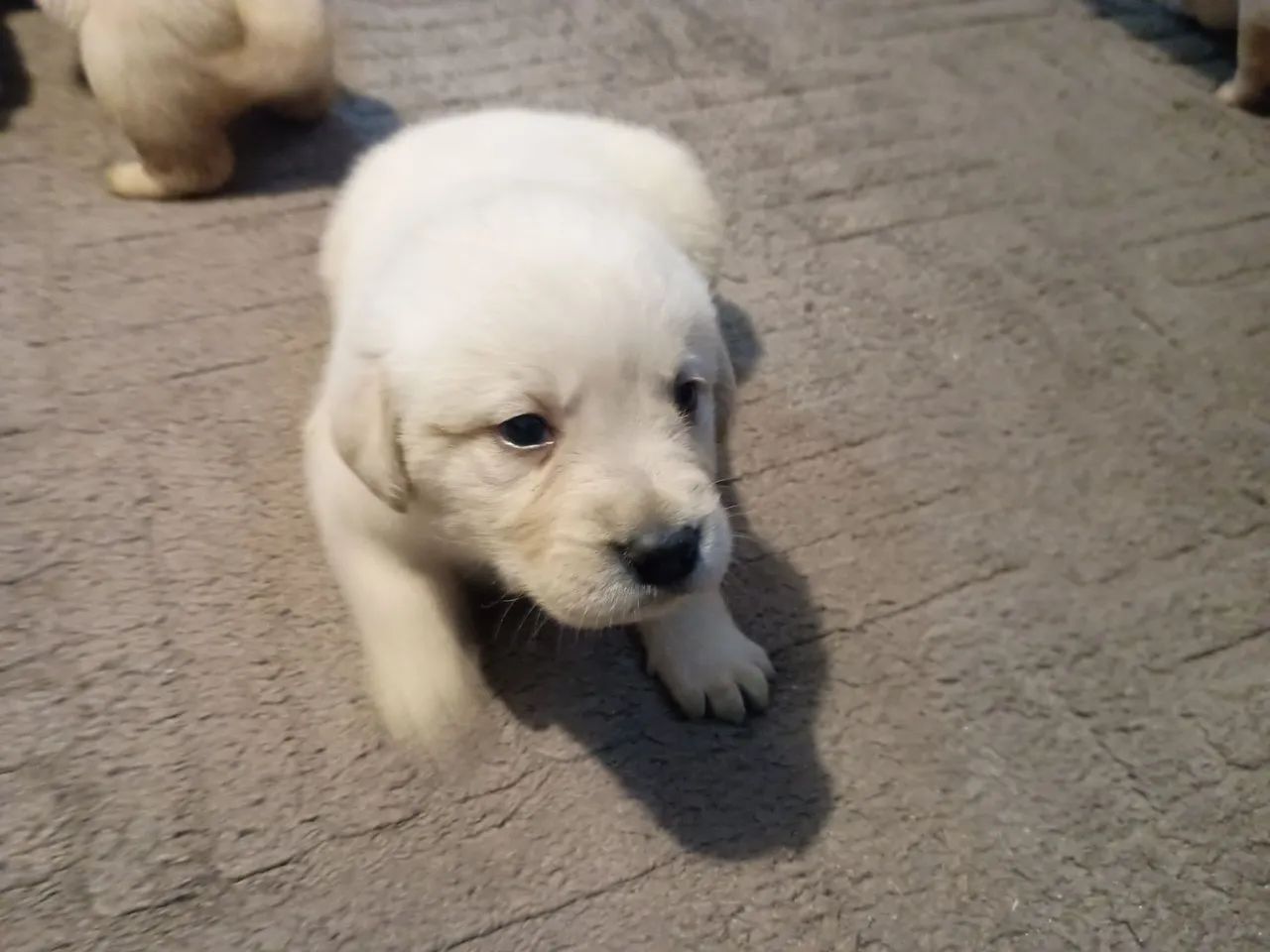 Filhotes de labrador  - Foto 5