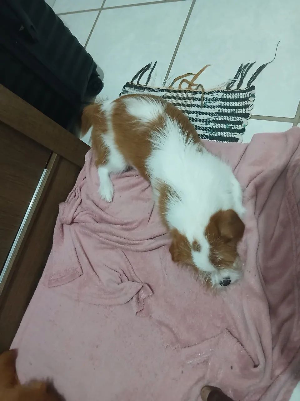 Shitzu - Foto 4