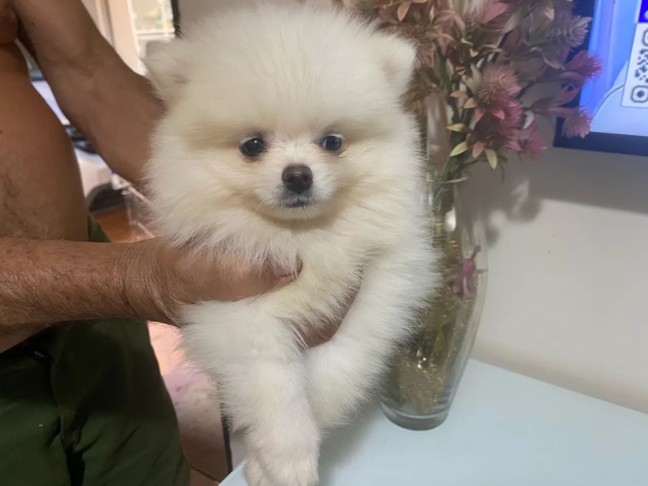 Spitz alemão anao - Foto 2
