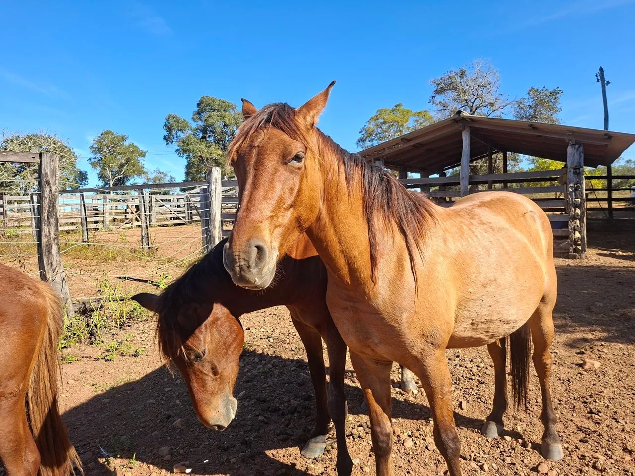 CAVALO - Foto 4