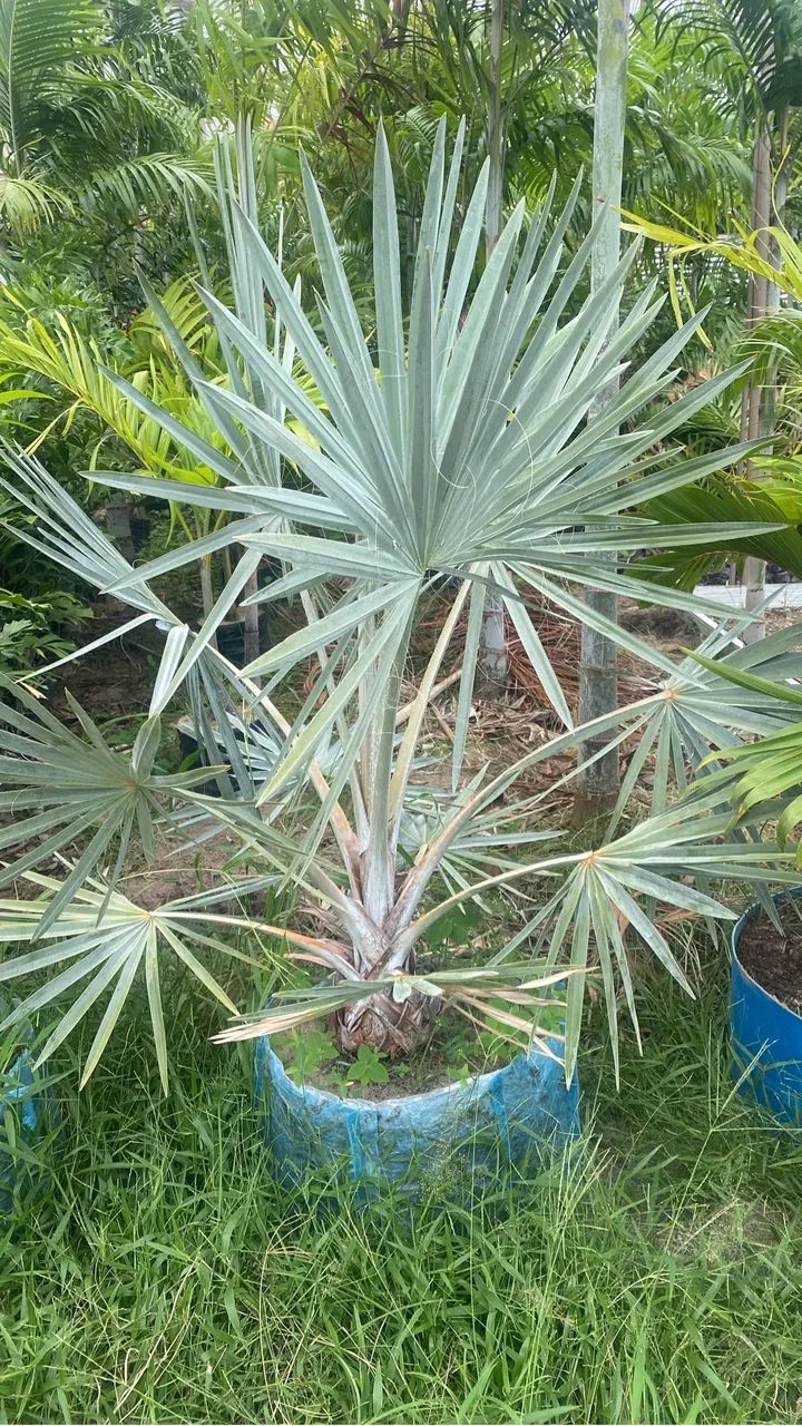 Bismark  - Foto 2