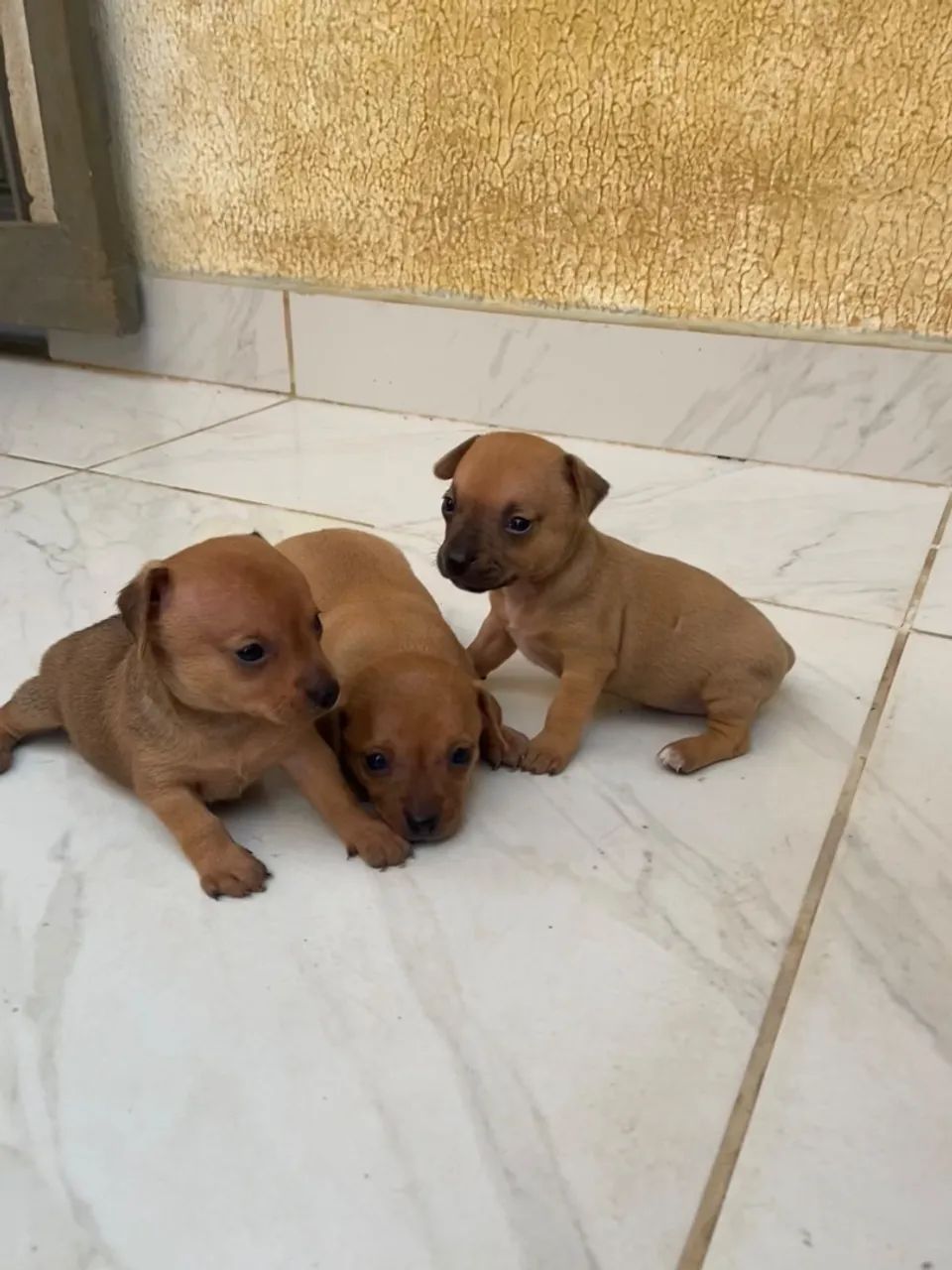 Vendo 