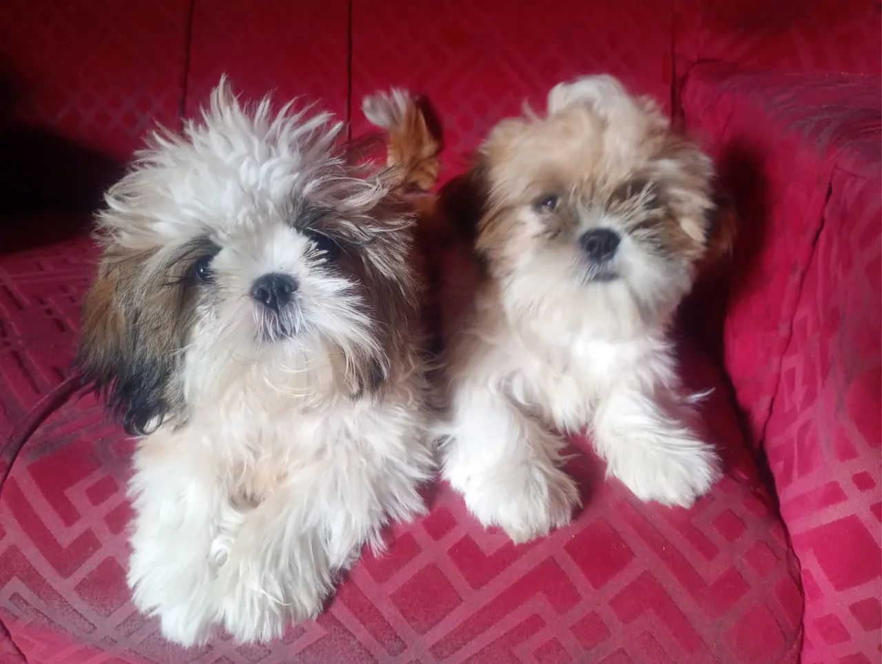 Filhotes SHIH TZU - Foto 3