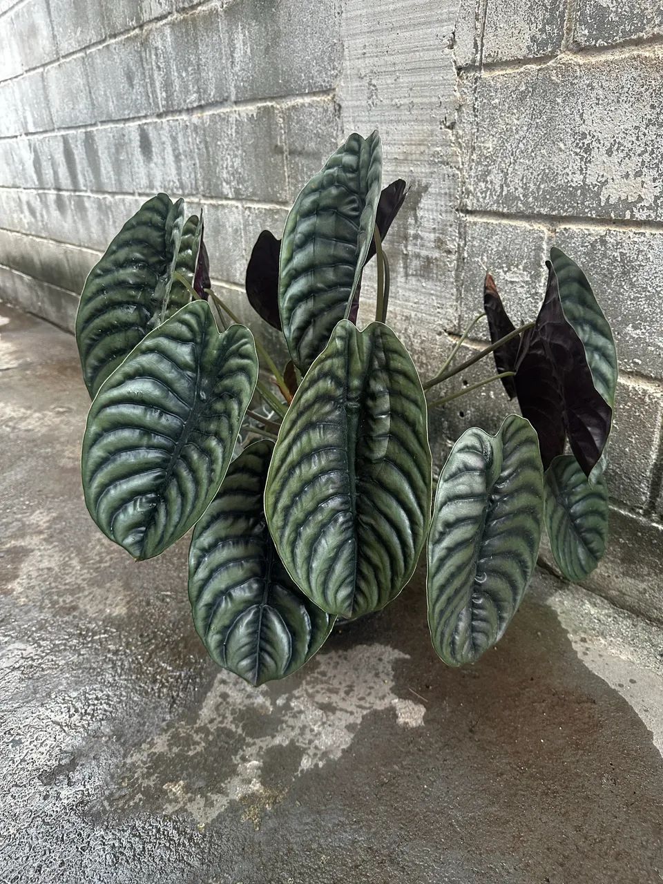 Alocacia cuprea - Foto 2