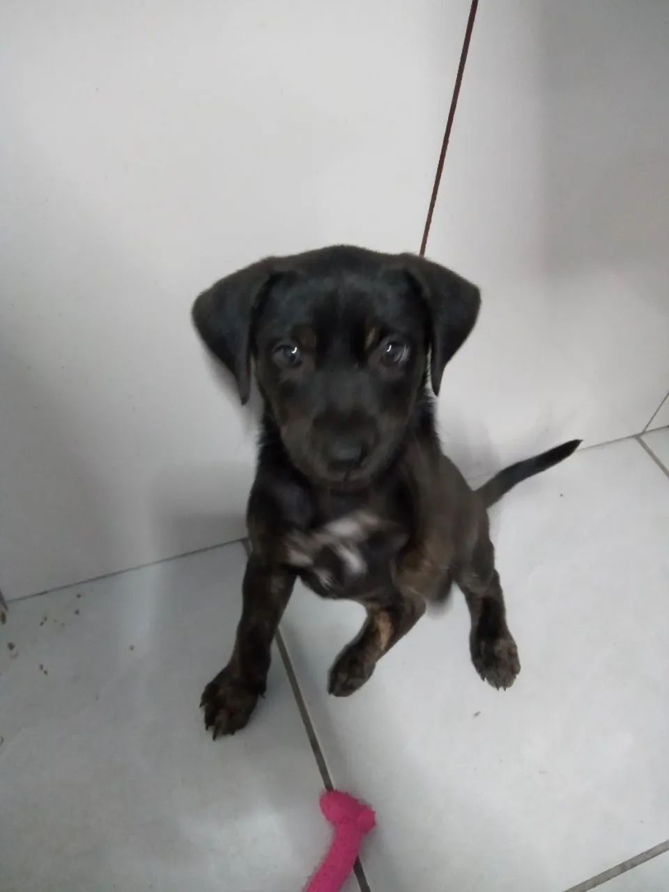 doação de cachorro - Foto 2