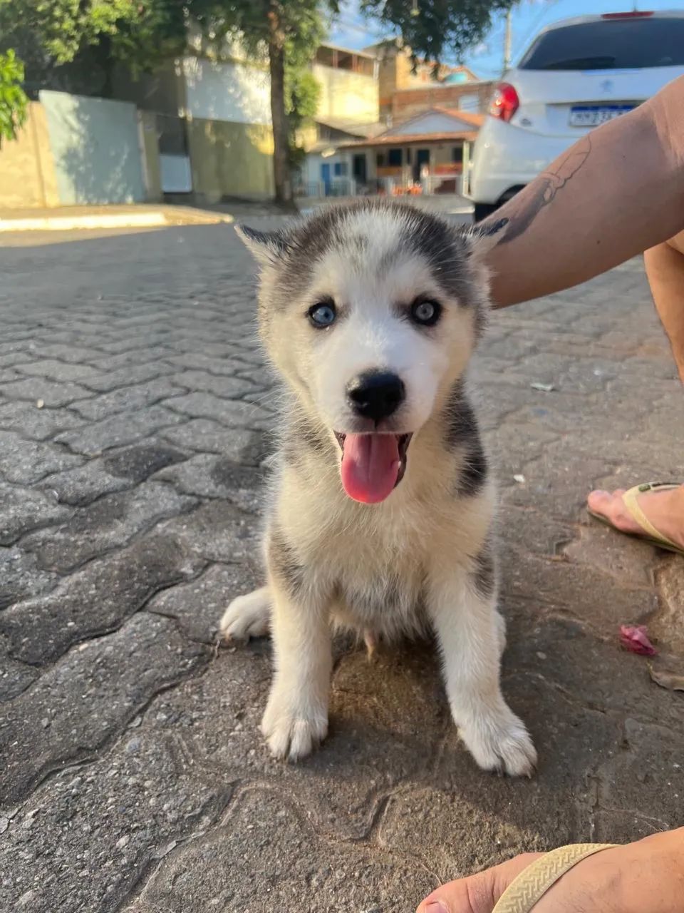 Husky Siberiano Macho | Vacinado | Lindo Filhote | R$ 1.200 - Foto 3